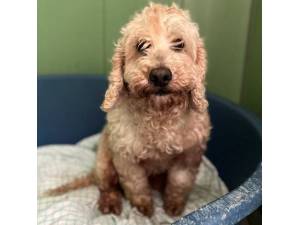 Tasha - Female Cockapoo (Cocker Spaniel cross Poodle) Photo
