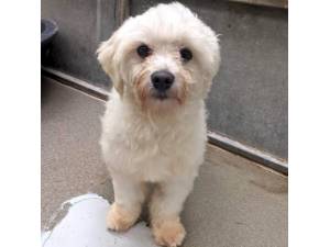 Winston - Male Maltese Cross Bichon Frise Photo