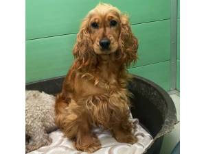 Wendy - Female Cocker Spaniel Photo