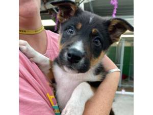 Roople - Male Collie Photo