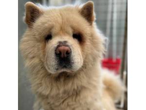 Cooper - Male Chow Chow Photo