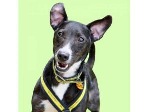 Basil - Male Terrier Cross Photo