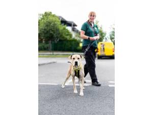 Branston - Male Great Dane Photo