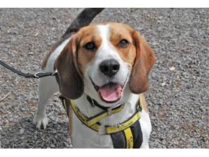 Eddie - Male Beagle Photo