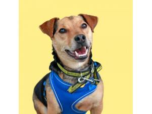 Freddie - Male Terrier Cross Photo