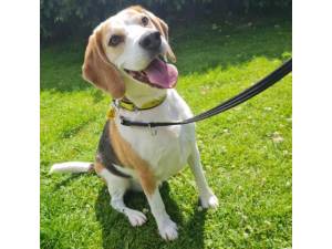 Henry - Male Beagle Photo