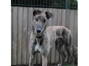 Holmes - Male Greyhound Photo
