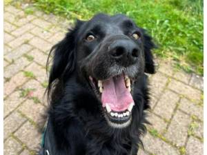 Hooper - Male Spaniel: English Springer Photo