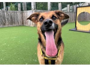Jonny - Male German Shepherd Dog (GSD / Alsatian) Photo