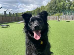 Monty - Male A Crossbreed Photo