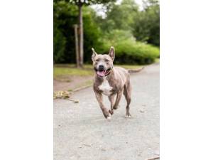Nala - Female A Crossbreed Photo
