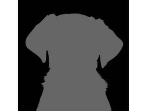 Poppy - Female Cocker Spaniel Photo