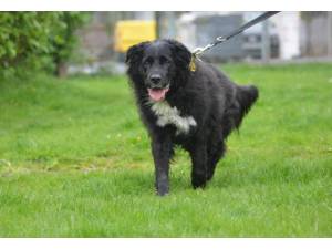 Sasha - Female Border Collie Photo