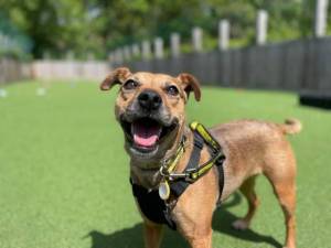 Star - Female Terrier Cross Photo