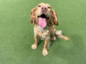 Ted - Male Cocker Spaniel Photo