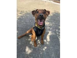 Terri - Female Terrier Cross Photo