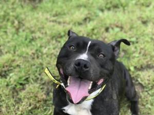 Thunder - Male Staffordshire Bull Terrier (SBT) Photo