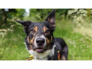 Titan - Male Collie Cross (Border) Photo