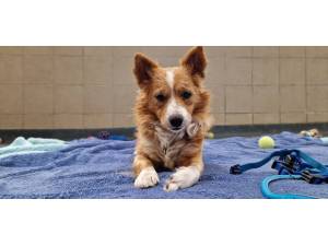 Roger - male Crossbreed Photo
