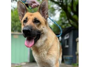 Jessie - Female German Shepherd Dog (GSD) Photo