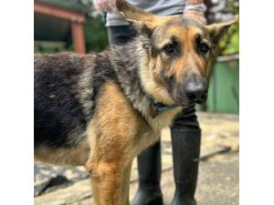 Luna - Female German Shepherd Dog (GSD) Photo