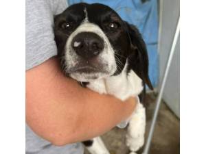 Ermin - Female Collie Cross Photo