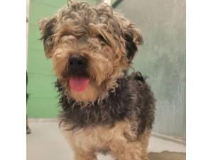Gummy Bear - Female Yorkshire Terrier (Yorkie) Cross Photo