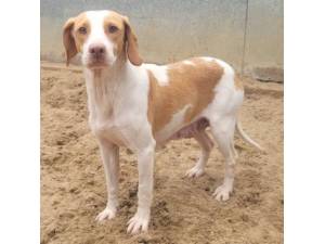 Fire - Female Beagle Photo