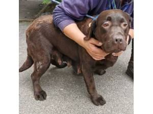 Savannah - Female Labrador Photo