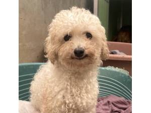 Sushi - Female Bichon Frise Photo