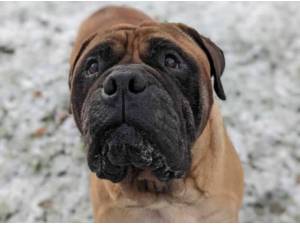 PIPER - Bull Mastiff Photo