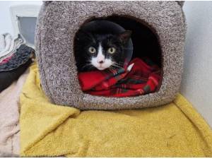 OREO - Domestic Shorthair
crossbreed Photo