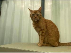 BU - Domestic Shorthair
crossbreed Photo