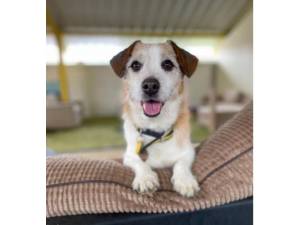 Bubba - Male Terrier Cross Photo
