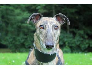 Cinders - Female Greyhound Photo