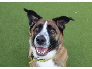 Clodagh - Female A Crossbreed Photo