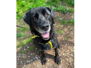 Edith - Female Lab Cross Photo