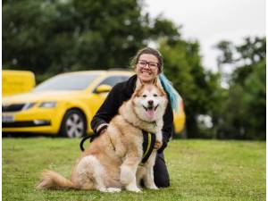 Harley - Female Alaskan Malamute Photo