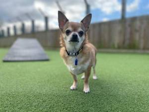Ivan - Male Chihuahua: Long Hr Photo