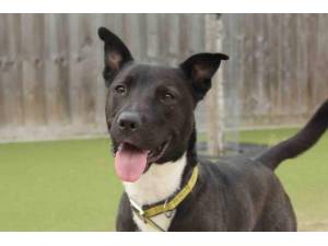 Leo - Male A Crossbreed Photo