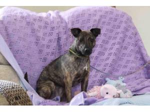 Pippa - Female A Crossbreed Photo