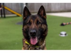 Ranger - Male German Shepherd Dog (GSD / Alsatian) Photo
