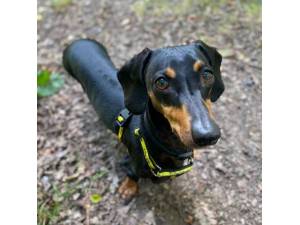 Sherbert - Female Dachshund: Min Smooth Hr Photo