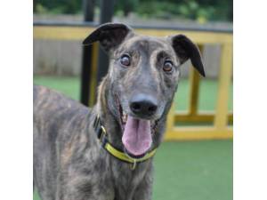 Watson - Male Greyhound Photo