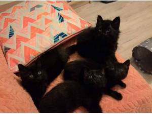 HARRY POTTER KITTENS - Domestic Semi
crossbreed Photo