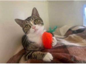 SUMMER - Domestic Shorthair
crossbreed Photo