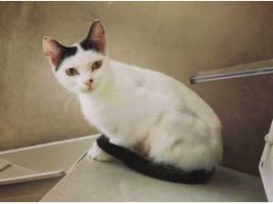 PRINCESS - Domestic Shorthair
crossbreed Photo