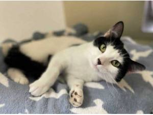 PATRICK - Domestic Shorthair
crossbreed Photo