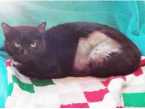 ERICA - Domestic Shorthair
crossbreed Photo