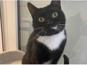 MILLY - Domestic Shorthair
crossbreed Photo